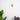 Cavella_Wall_Lamp_2
